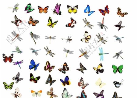 100只蝴蝶蜻蜓PSD图片