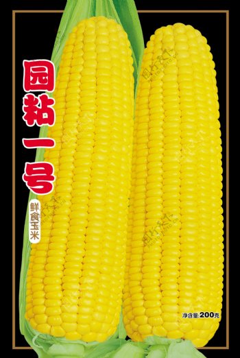 粘玉米种图片