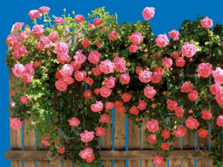 蔷薇篱笆抠图素材图片