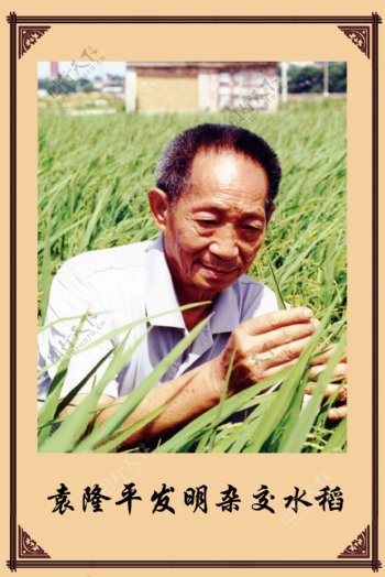 袁隆平发明杂交水稻图片