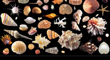 海滩贝壳类图片