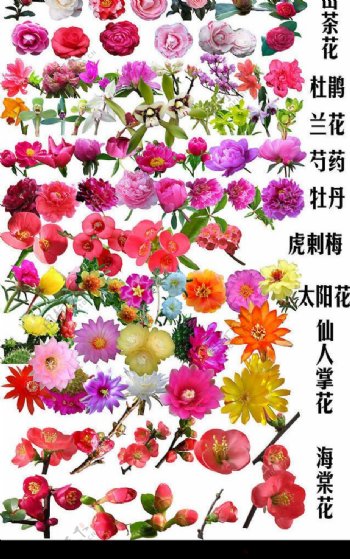 花卉大全图片