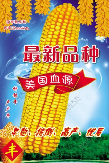 玉米画图片