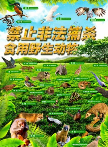 保护动物宣传海报图片