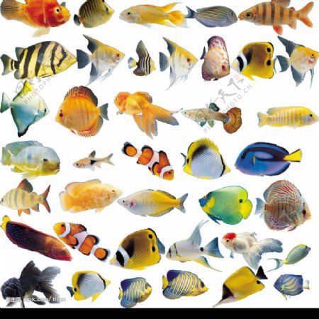 各种鱼类图片