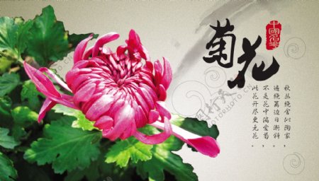 中国名花之菊花图片