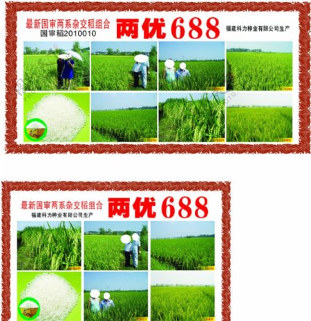 水稻宣传画图片