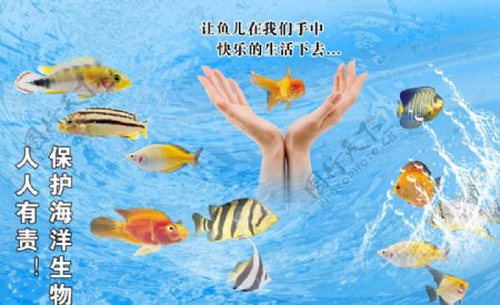 保护海洋鱼类宣传海报图片