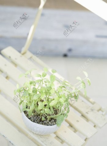 植物与空间0364