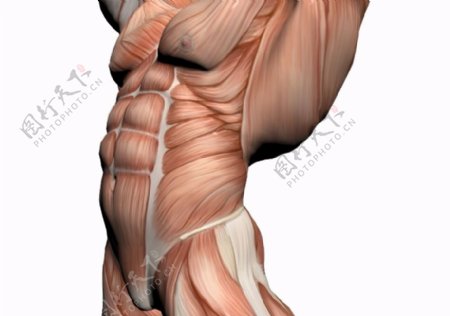 肌肉人体模型0106