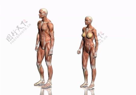 肌肉人体模型0108