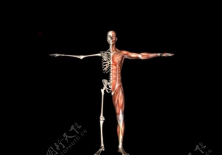 肌肉人体模型0120