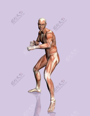 肌肉人体模型0128