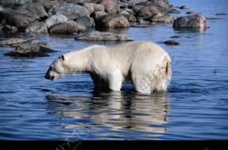 海狮冰雪熊0016