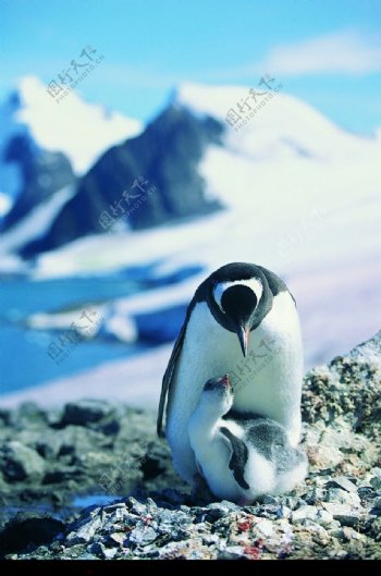 企鹅世界0159