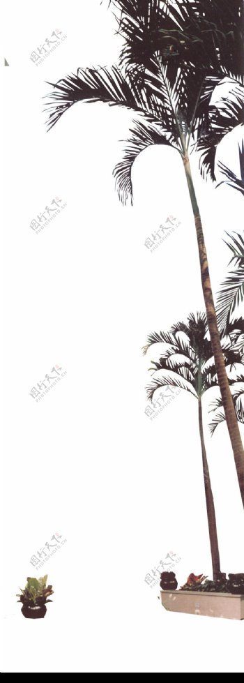 棕榈及椰树0013