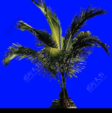棕榈及椰树0040