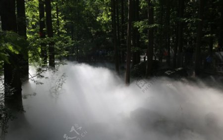 水雾林中