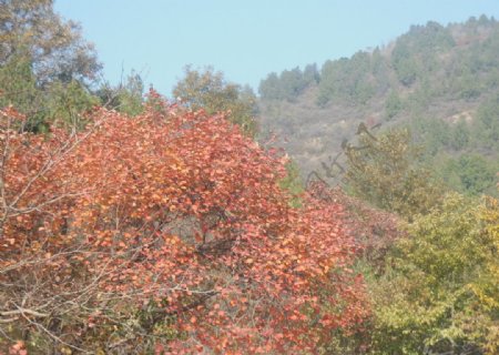 秋景图