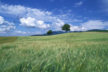 小麦风景图