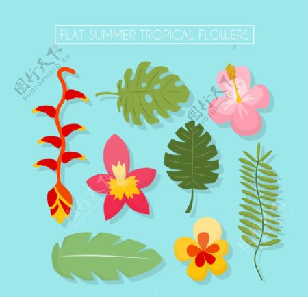 手绘野生和热带花卉