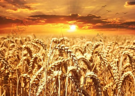 金色麦田成熟小麦