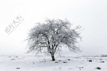 雪日枯树