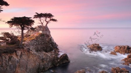 海岸岩石树木