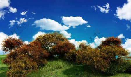 蓝天白云草地树木