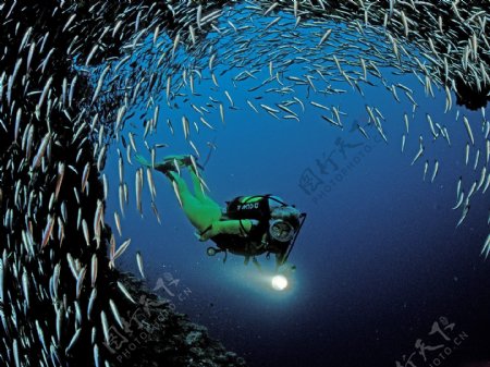 海底鱼群