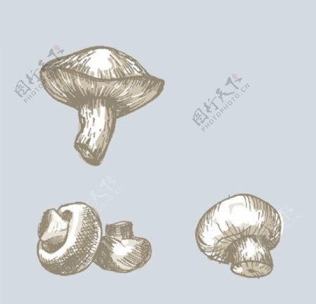 手绘蘑菇插图