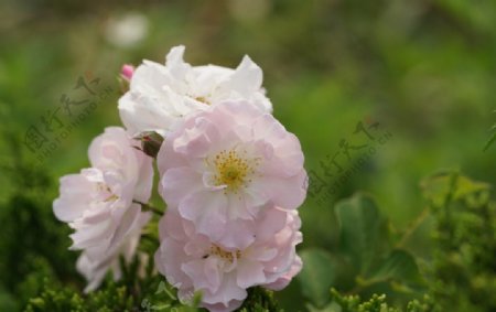高清花卉粉色蔷薇