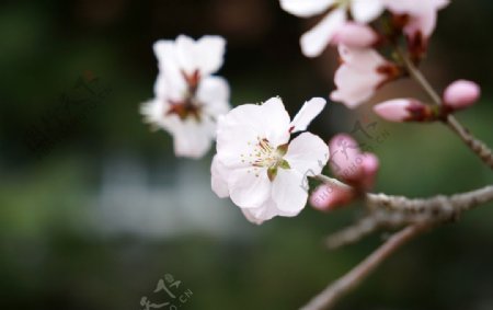 春天桃花花朵