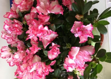 粉红杜鹃花