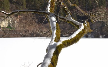 树与雪