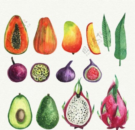 手绘水彩热带水果插图