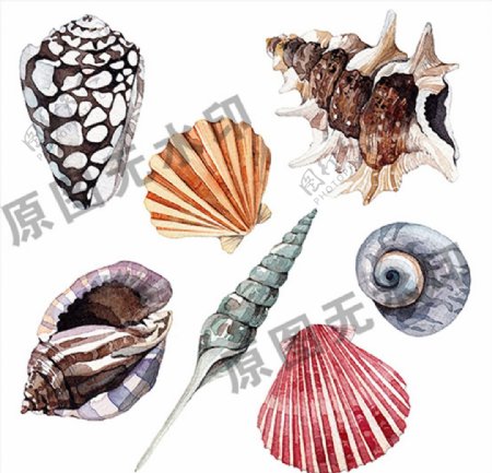 海洋海岛旅游贝壳海螺手绘插图