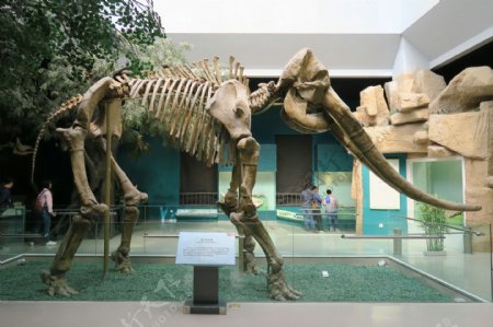 甘肃博物馆藏黄河象化石