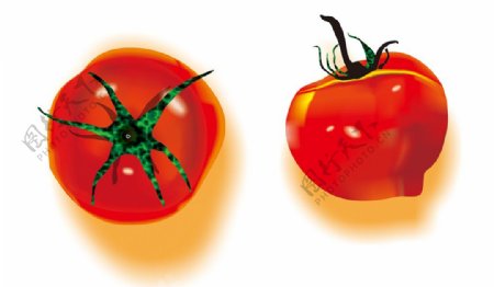 手绘新鲜的西红柿矢量图