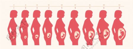 女性怀孕胎儿发育过程