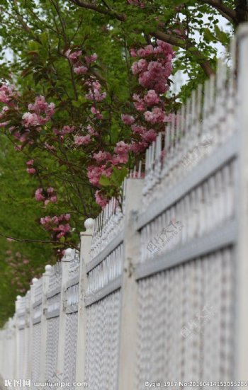 栏杆和海棠花