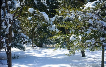 树林下雪
