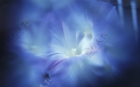 蓝紫色花朵幻影背景