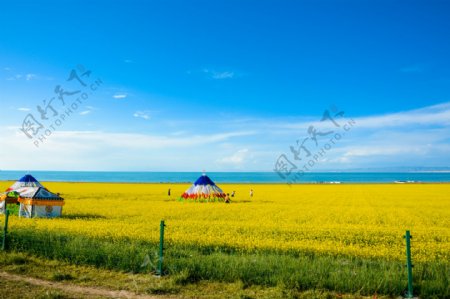 青海湖油菜花