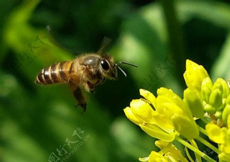 抓拍蜜蜂采蜜