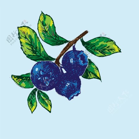 彩绘蓝莓