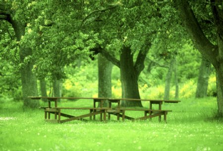 大树树荫下的长椅