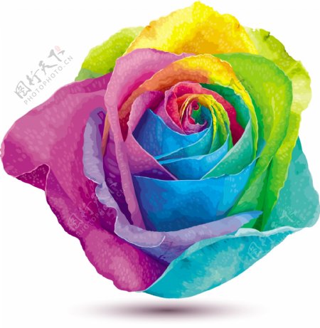 彩虹色玫瑰花矢量素材
