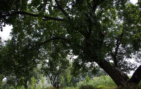 百年老核桃树