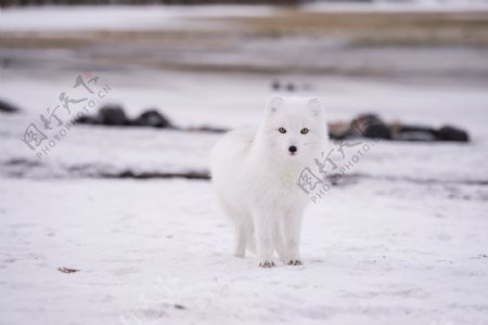 雪地上站着白狐